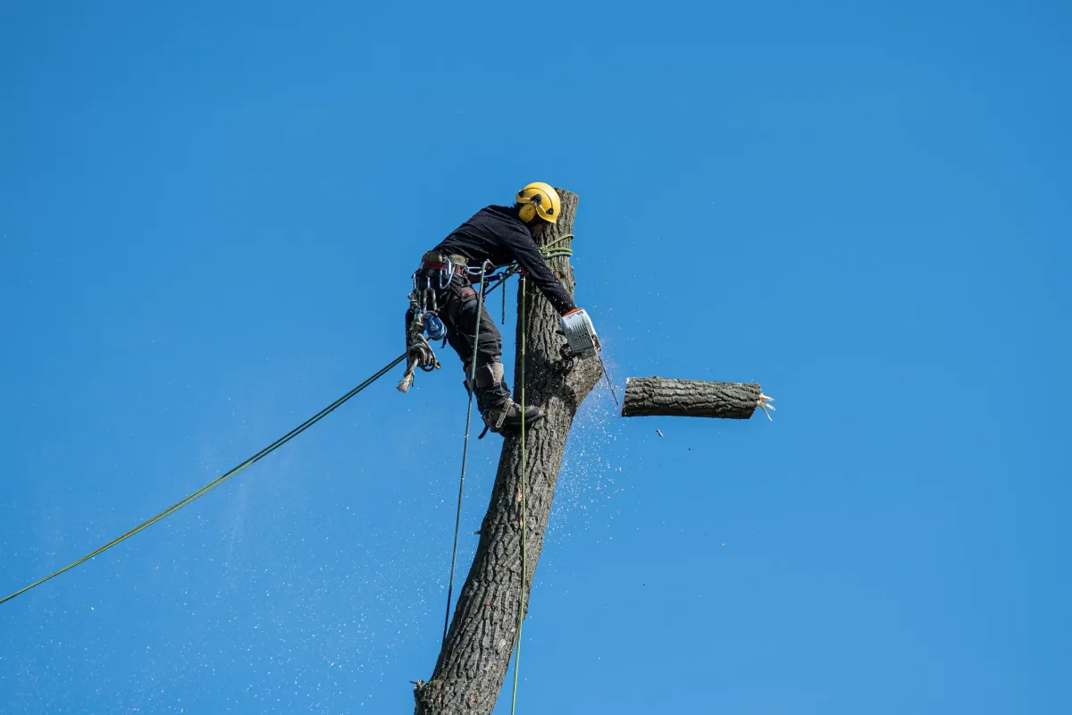 A tree service climber sectioning a trunk from a bucket lift against a clear blue sky