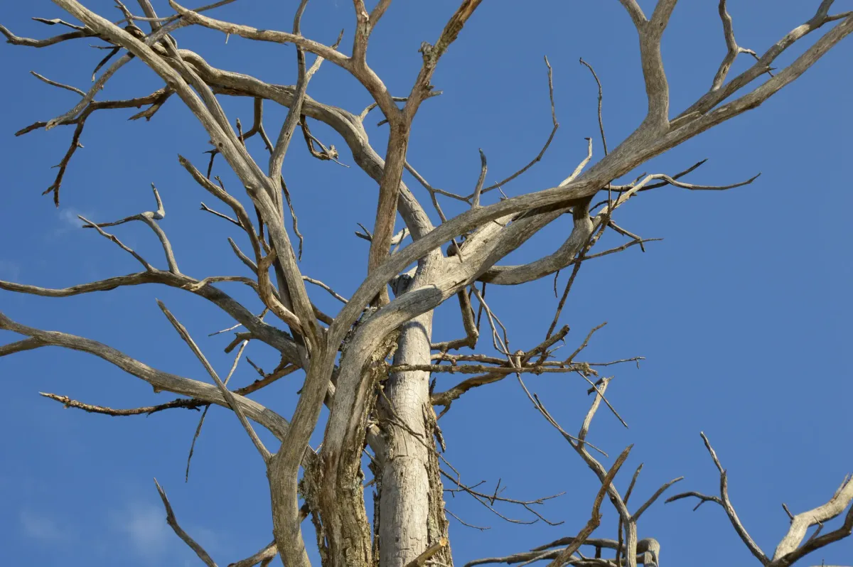 A tree with sparse, bare upper branches against a clear blue sky, showing signs of decline