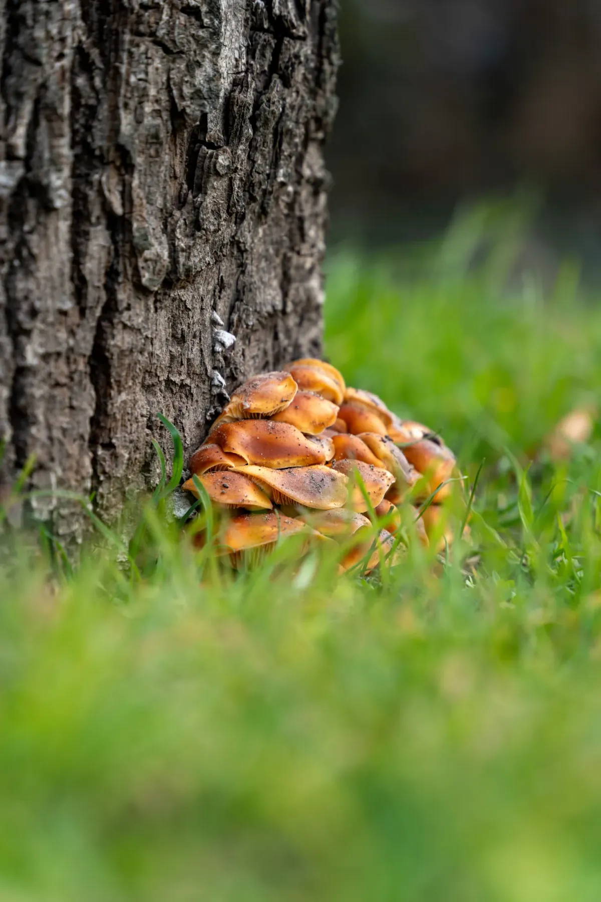 Fungal growth and mushrooms at the base of a tree trunk, a physical sign of root or trunk decay