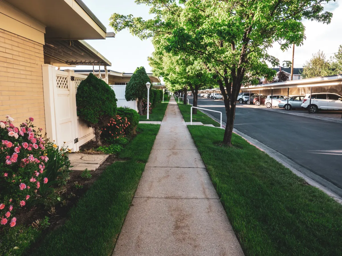 Trees lining a residential sidewalk in a planned community neighborhood
