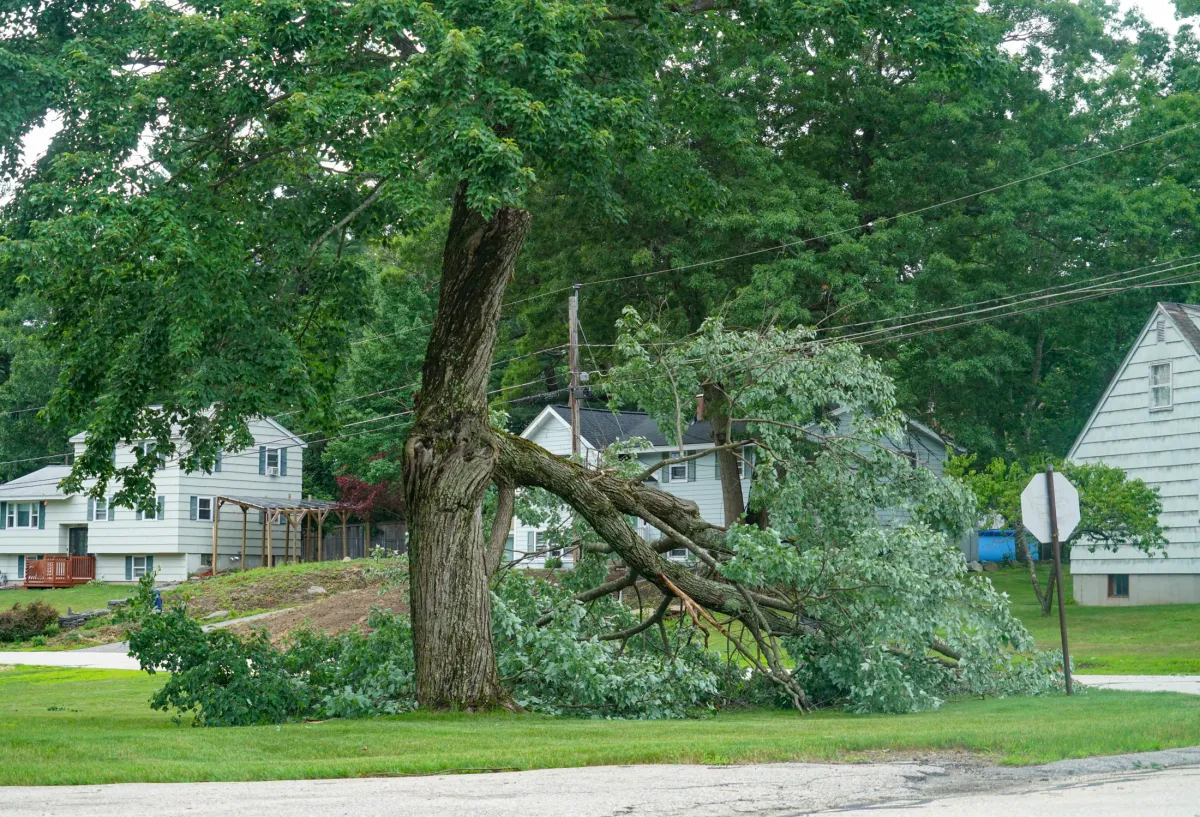 A large tree limb split and fallen onto a residential yard after a storm