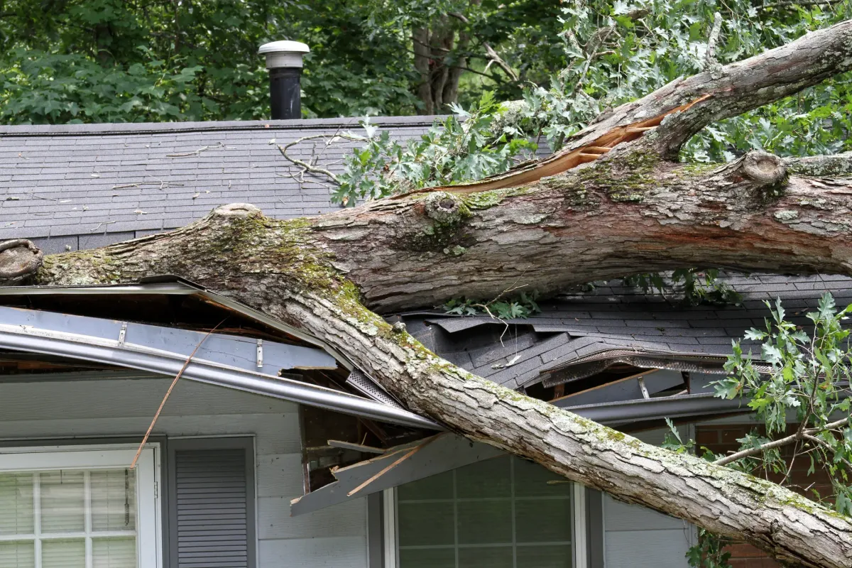 A large tree limb down across a residential yard after a storm, resting near a home's roofline