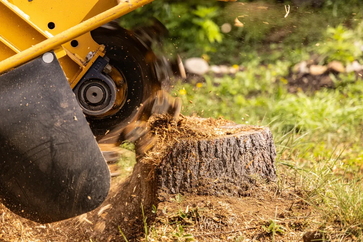 A stump grinder actively grinding down a tree stump in a residential yard