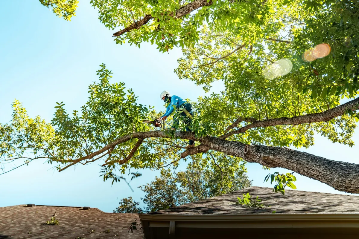 A tree care professional trimming branches in a tree canopy