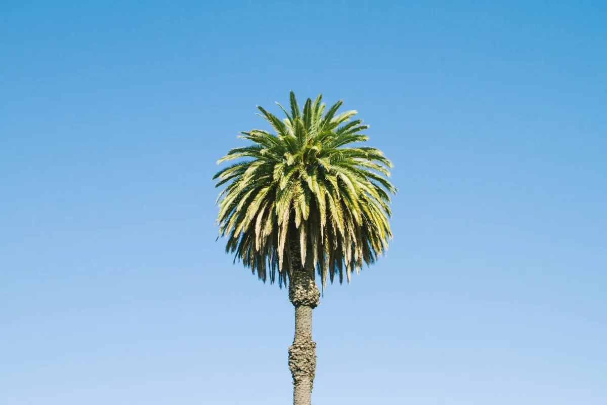 A recently trimmed fan palm with a clean, skirted trunk against a blue sky